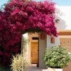 Brighter Blooms Barbara Karst Bougainvillea SHOP ALL
