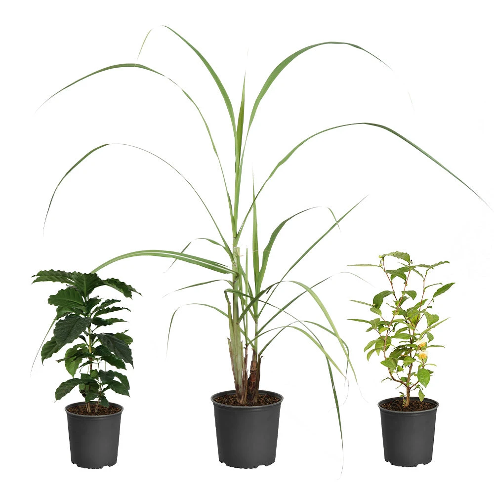 Brighter Blooms Barista Kit 2 Brighter Blooms Barista Kit