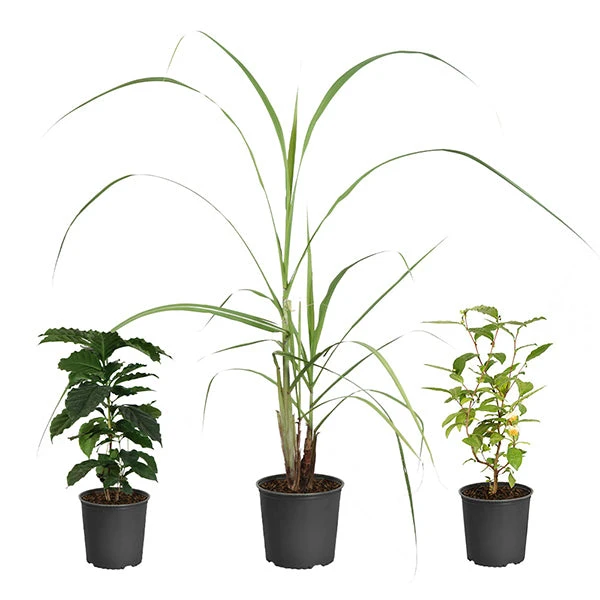 Brighter Blooms Barista Kit 1 Brighter Blooms Barista Kit