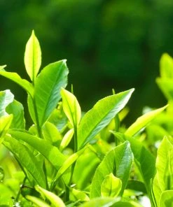 Brighter Blooms Barista Kit 9 Brighter Blooms Barista Kit