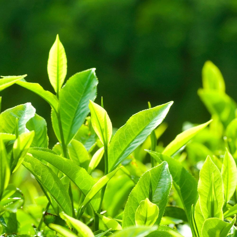 Brighter Blooms Barista Kit 5 Brighter Blooms Barista Kit