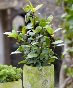 Brighter Blooms Bay Laurel Evergreen & Privacy