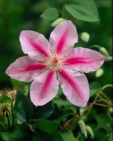 Brighter Blooms Bee's Jubilee Clematis Vine