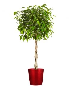 Brighter Blooms Benjamina Ficus Tree SHOP ALL