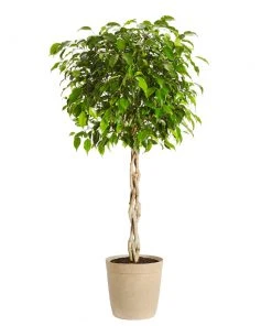 Brighter Blooms Benjamina Ficus Tree SHOP ALL