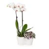 Brighter Blooms White Orchid And Zebrina Plant SHOP ALL