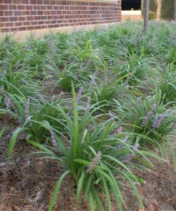 Brighter Blooms Big Blue Liriope Plant Ornamental Grasses