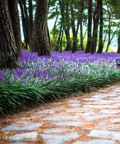 Brighter Blooms Big Blue Liriope Plant Ornamental Grasses