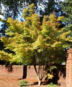 Brighter Blooms Japanese Maples Bihou Japanese Maple Tree