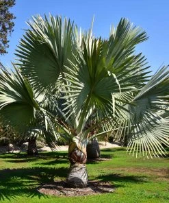 Brighter Blooms Bismarck Palm Tree