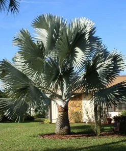 Brighter Blooms Bismarck Palm Tree