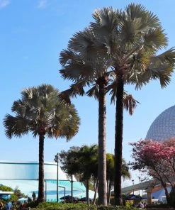 Brighter Blooms Bismarck Palm Tree