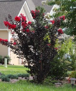 Brighter Blooms Flowering Trees Black Diamond® Radiant Red Crape Myrtle