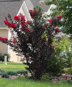 Brighter Blooms Flowering Trees Black DiamondĀ® Radiant Red Crape Myrtle