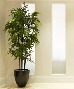 Brighter Blooms Arborvitae Trees Black Bamboo Plant