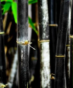 Brighter Blooms Arborvitae Trees Black Bamboo Plant