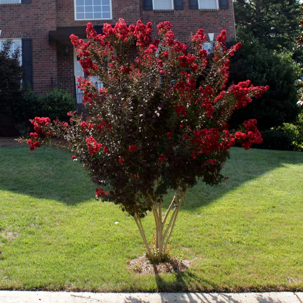 Brighter Blooms Black Diamond® Best Red™ Crape Myrtle Tree 3 Brighter Blooms Black Diamond® Best Red™ Crape Myrtle Tree