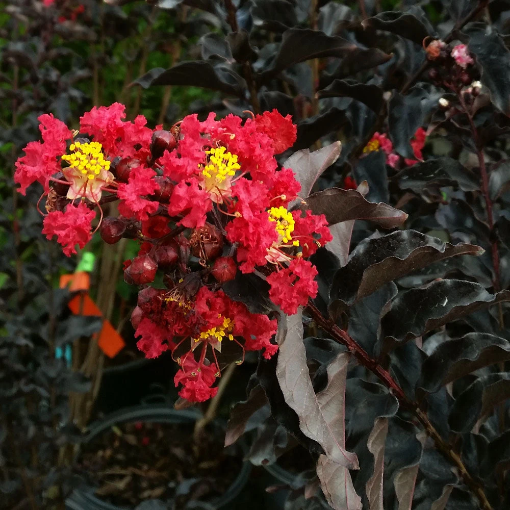 Brighter Blooms Black Diamond® Best Red™ Crape Myrtle Tree 4 Brighter Blooms Black Diamond® Best Red™ Crape Myrtle Tree
