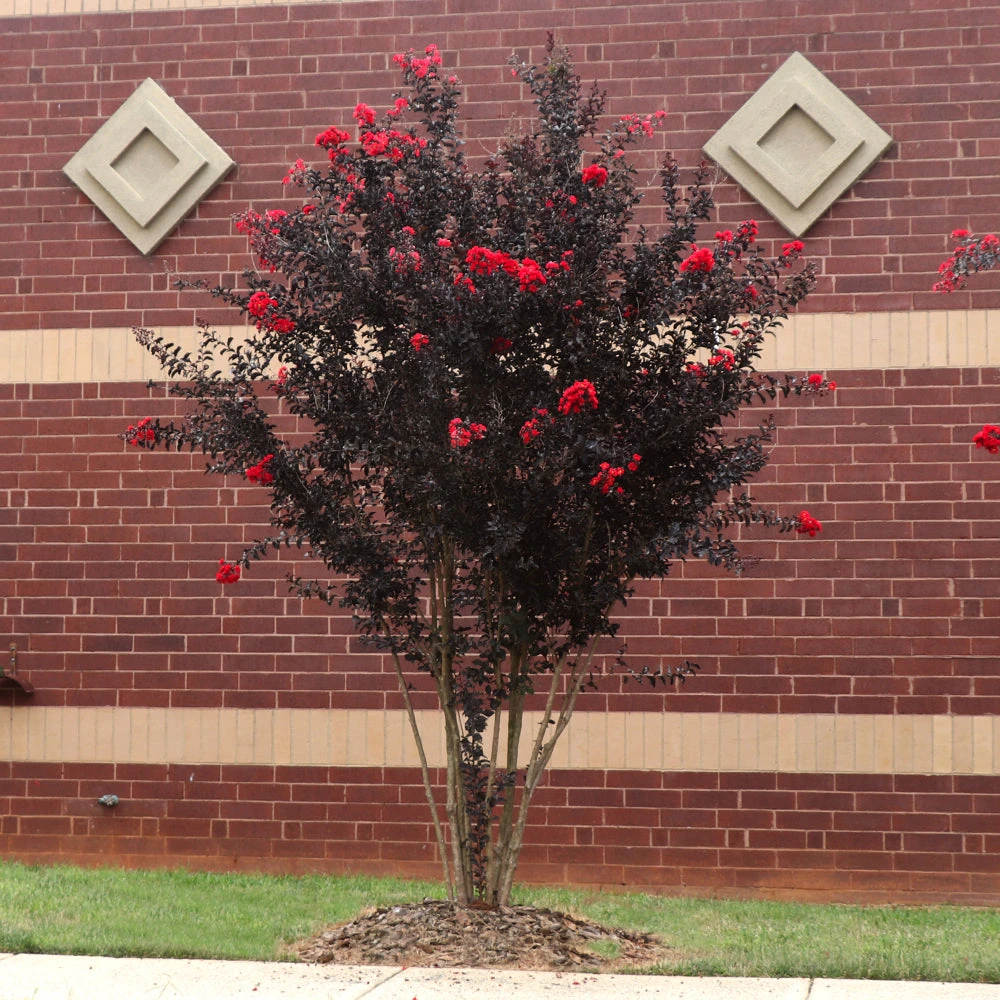 Brighter Blooms Black Diamond® Best Red™ Crape Myrtle Tree 2 Brighter Blooms Black Diamond® Best Red™ Crape Myrtle Tree