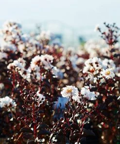 Brighter Blooms Black Diamond® Pure White Crape Myrtle Tree