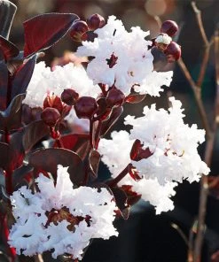 Brighter Blooms Black DiamondĀ® Pure White Crape Myrtle Tree