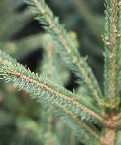 Brighter Blooms Evergreen & Privacy Black Hills Spruce Tree