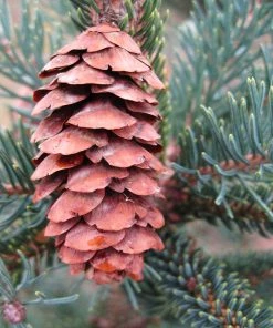 Brighter Blooms Evergreen & Privacy Black Hills Spruce Tree