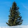 Brighter Blooms Evergreen & Privacy Black Hills Spruce Tree