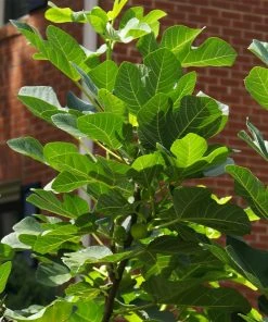 Brighter Blooms Black Mission Fig Tree