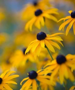 Brighter Blooms Perennials Goldsturm Black-Eyed Susan