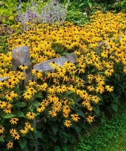Brighter Blooms Perennials Goldsturm Black-Eyed Susan