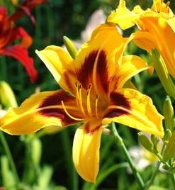 Brighter Blooms Blackeyed Stella Daylily