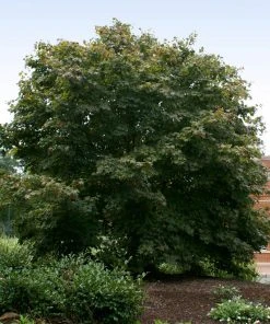 Brighter Blooms Bloodgood Japanese Maple Tree 7 Brighter Blooms Bloodgood Japanese Maple Tree