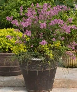 Brighter Blooms Bloomerang® Purple Reblooming Lilac Shrub Shrubs & Hedges 10 Brighter Blooms Bloomerang® Purple Reblooming Lilac Shrub Shrubs & Hedges