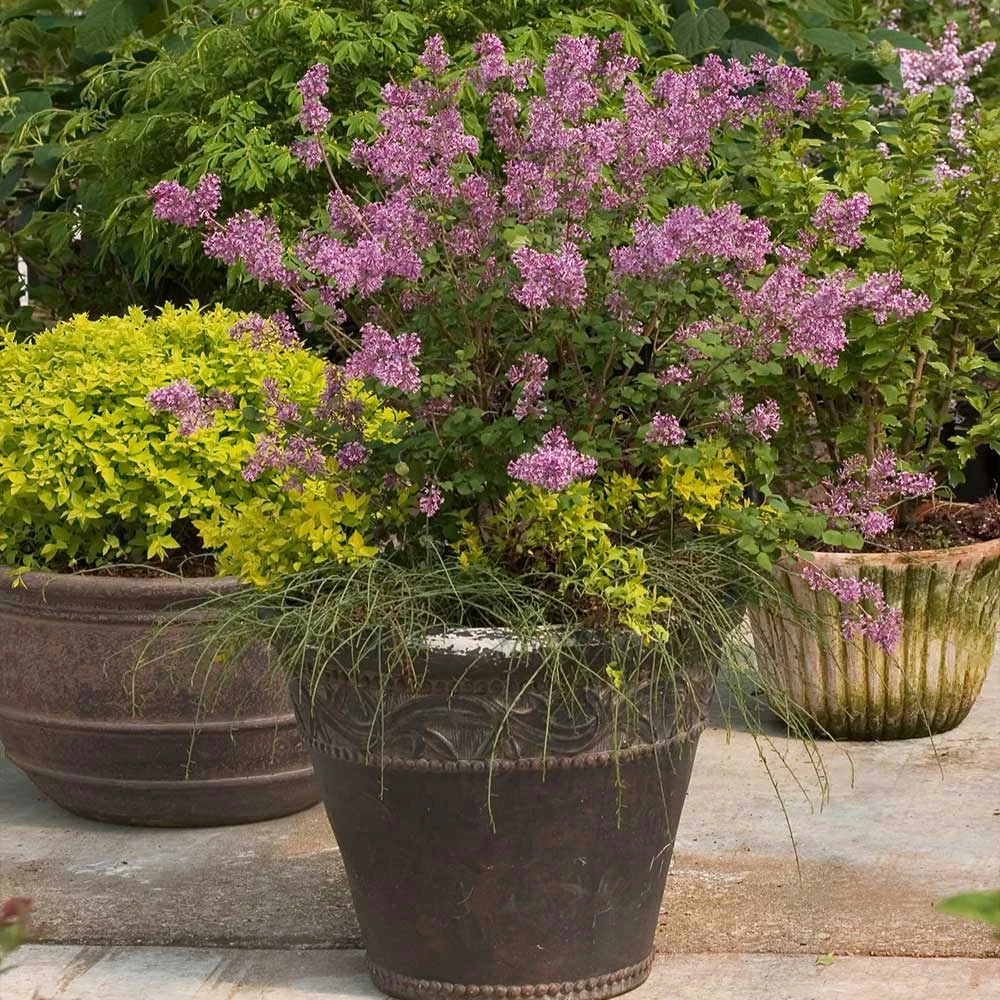 Brighter Blooms Bloomerang® Purple Reblooming Lilac Shrub Shrubs & Hedges 5 Brighter Blooms Bloomerang® Purple Reblooming Lilac Shrub Shrubs & Hedges