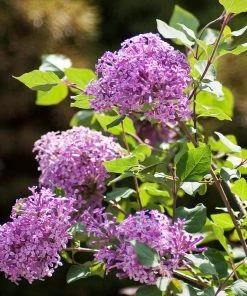 Brighter Blooms Bloomerang® Purple Reblooming Lilac Shrub Shrubs & Hedges 9 Brighter Blooms Bloomerang® Purple Reblooming Lilac Shrub Shrubs & Hedges