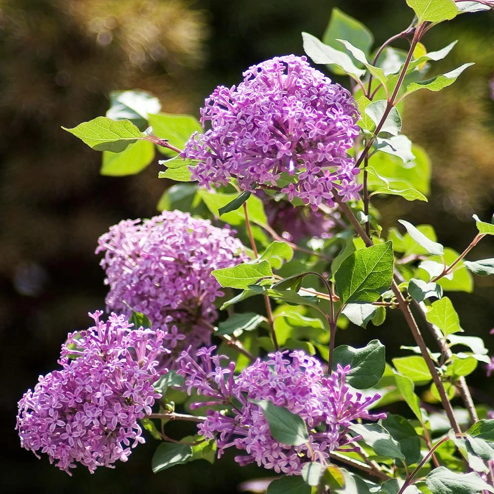 Brighter Blooms Bloomerang® Purple Reblooming Lilac Shrub Shrubs & Hedges 4 Brighter Blooms Bloomerang® Purple Reblooming Lilac Shrub Shrubs & Hedges