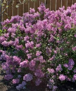 Brighter Blooms Bloomerang® Purple Reblooming Lilac Shrub Shrubs & Hedges