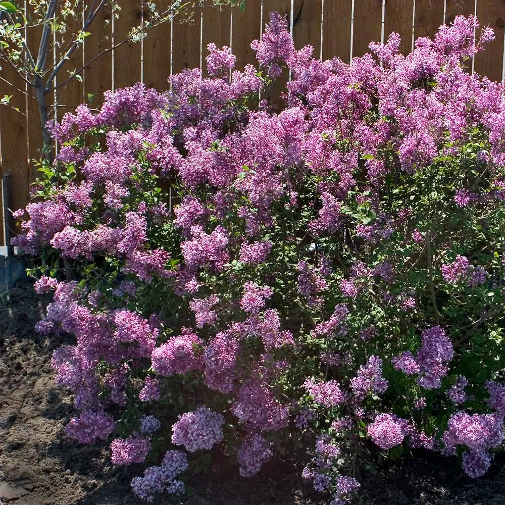 Brighter Blooms Bloomerang® Purple Reblooming Lilac Shrub Shrubs & Hedges 2 Brighter Blooms Bloomerang® Purple Reblooming Lilac Shrub Shrubs & Hedges