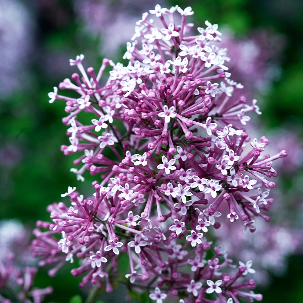 Brighter Blooms Bloomerang Purple Lilac Tree Lilac Shrubs 3 Brighter Blooms Bloomerang Purple Lilac Tree Lilac Shrubs