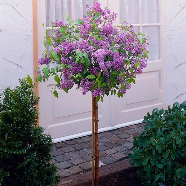 Brighter Blooms Bloomerang Purple Lilac Tree Lilac Shrubs 1 Brighter Blooms Bloomerang Purple Lilac Tree Lilac Shrubs