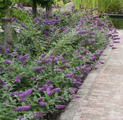 Brighter Blooms Lo And Behold Bluechip Butterfly Bush SHOP ALL 2 Brighter Blooms Lo And Behold Bluechip Butterfly Bush SHOP ALL
