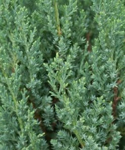 Brighter Blooms Juniper Trees Blue Point Juniper Tree