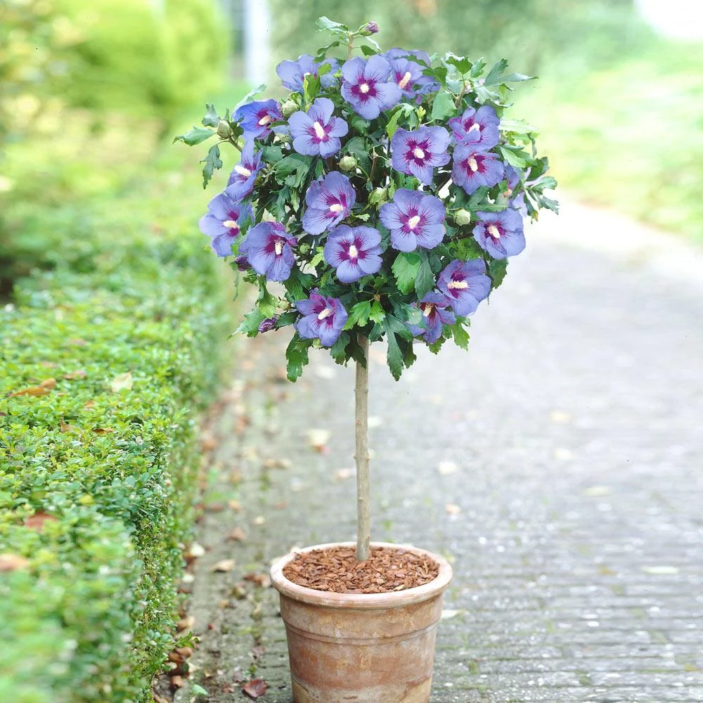 Brighter Blooms Azurri Blue Satin® Rose Of Sharon Althea Tree Flowering Trees 2 Brighter Blooms Azurri Blue Satin® Rose Of Sharon Althea Tree Flowering Trees