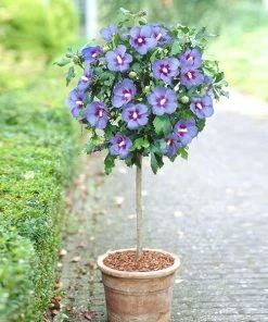 Brighter Blooms Azurri Blue SatinĀ® Rose Of Sharon Althea Tree Flowering Trees