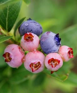 Brighter Blooms 3-in-1 Blueberry Bush Fruit Trees