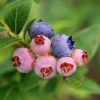 Brighter Blooms 3-in-1 Blueberry Bush Fruit Trees