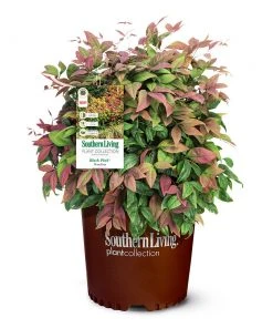 Brighter Blooms Blush Pink™ Nandina Shrub