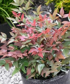 Brighter Blooms Blush Pink™ Nandina Shrub