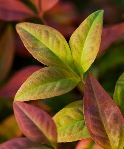 Brighter Blooms Blush Pink™ Nandina Shrub